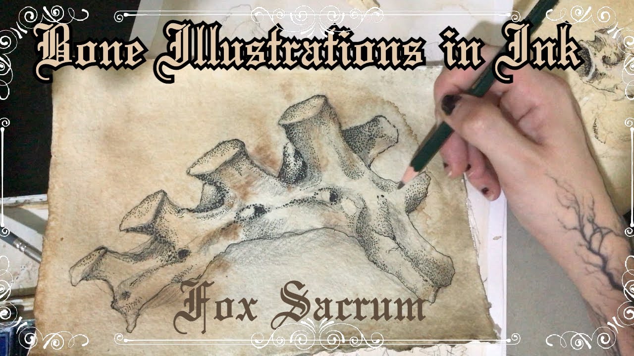 Fox Sacrum Bone Drawing in Ink. Bone Illustrations in Ink. Dark Art. Fineliners and Graphite