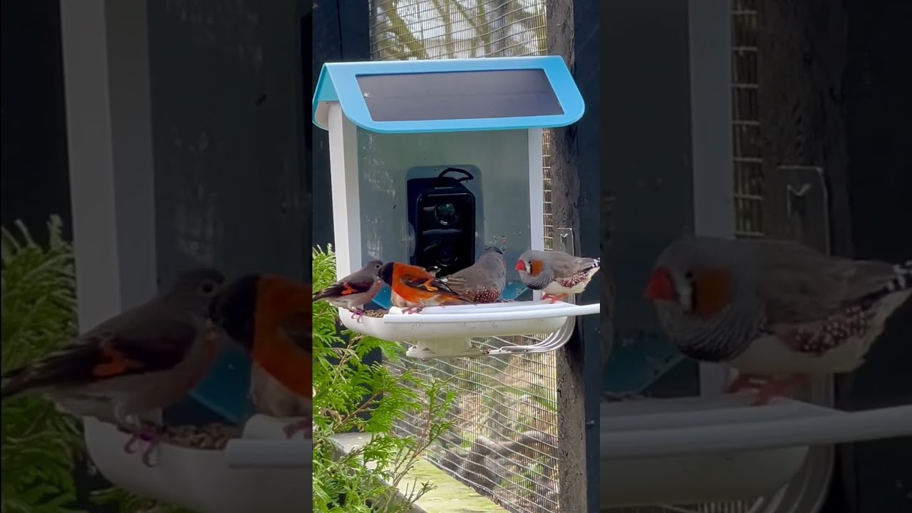 Zebra Finches and Red Siskins in outdoor Bird Aviary | Bird Sounds