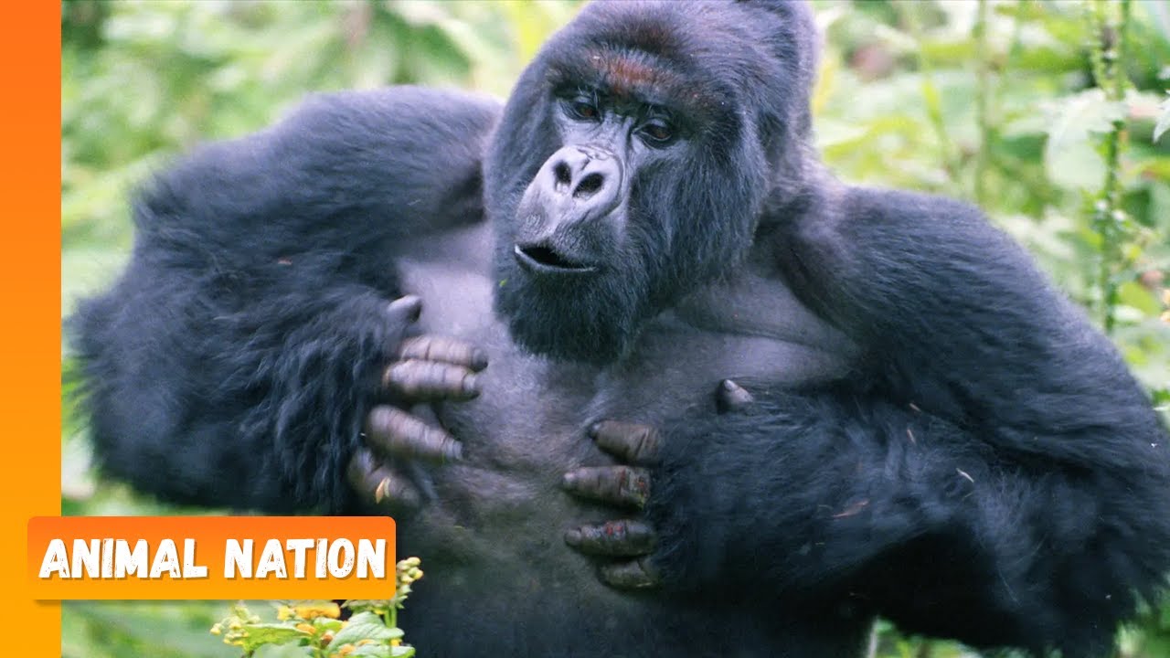 Gorillas Chest Beating! - Animal Nation