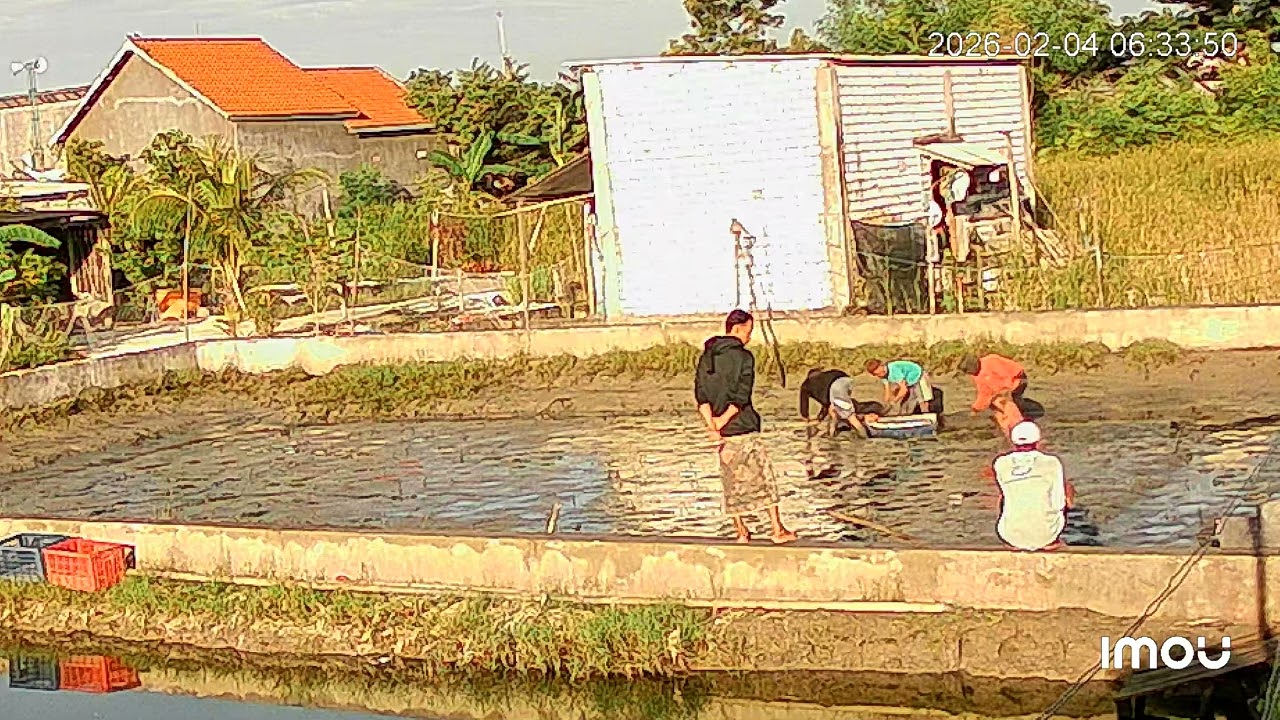 Panen kepiting jumbo dengan tangan kosong