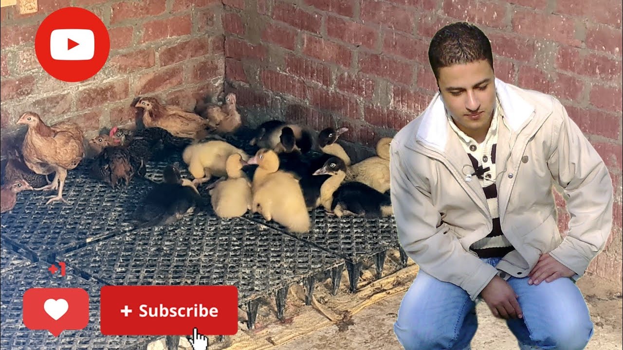 أخطاء لابد تجنبها للاستفاده من الفقاسه باعلي نسبة شاهد الفديو للنهاية  #اكسبلور #دجاج #طيور #عصفر