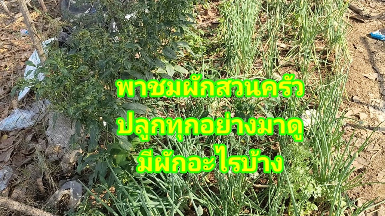 #Ep 249  วันนี้พามาชมสวนครัวน้อยๆ ปลูกไว้ใช้ใกล้ๆครัวมาชมด้วยกันเลยค่ะ