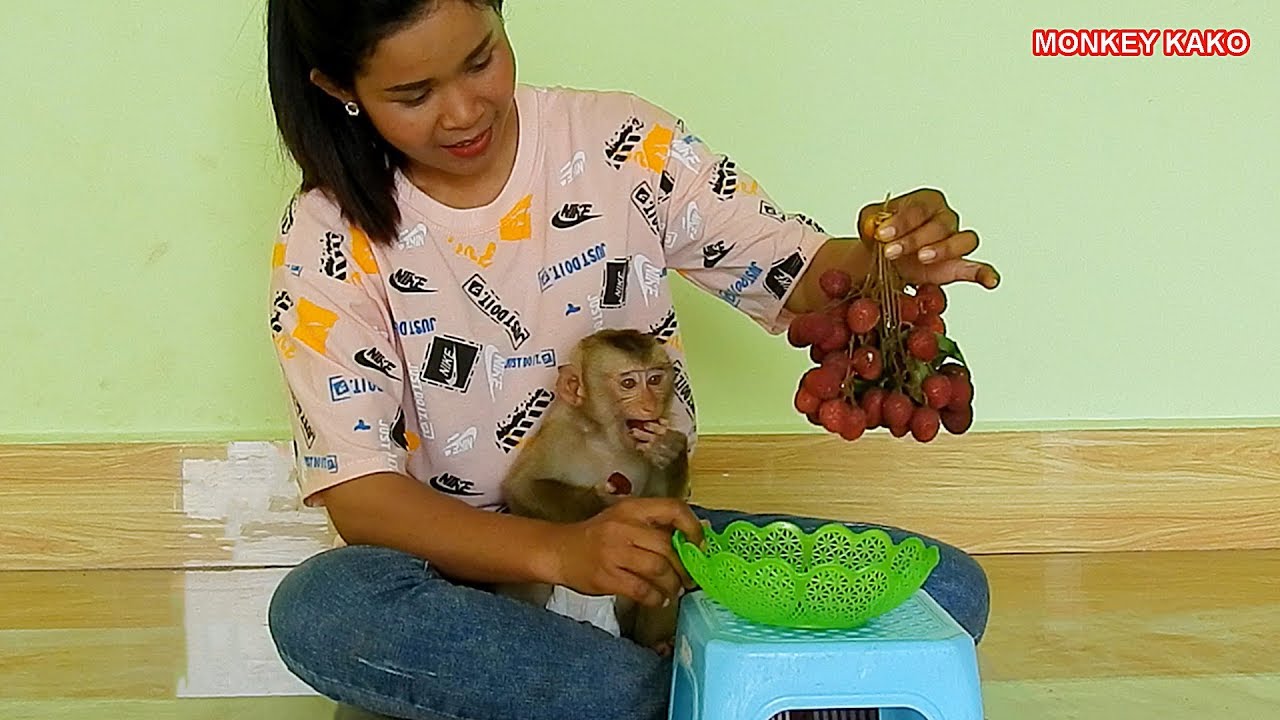 Healthy Fruit!! Monkey Kako​ Enjoying New Special Litchi Fruits | Baby Monkey Eat Litchi