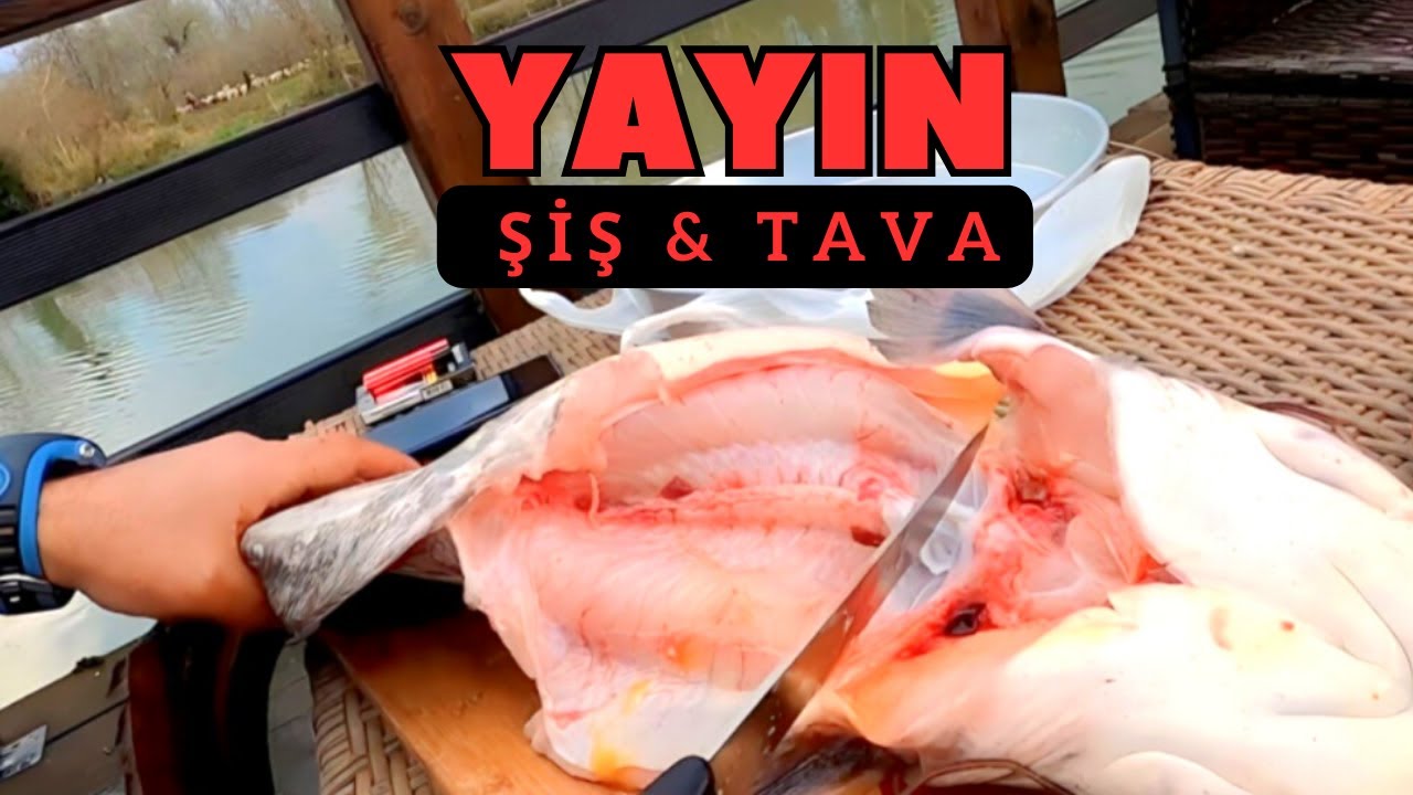 Yemsiz Yayın Avı! - Yayın Balığı  - Yakala Pişir - Balık Avı