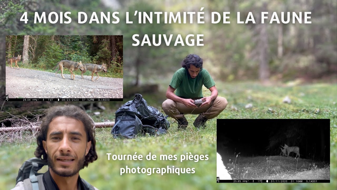 4 mois dans l'intimit&eacute; de la faune sauvage - Tourn&eacute;e de mes pi&egrave;ges photographiques