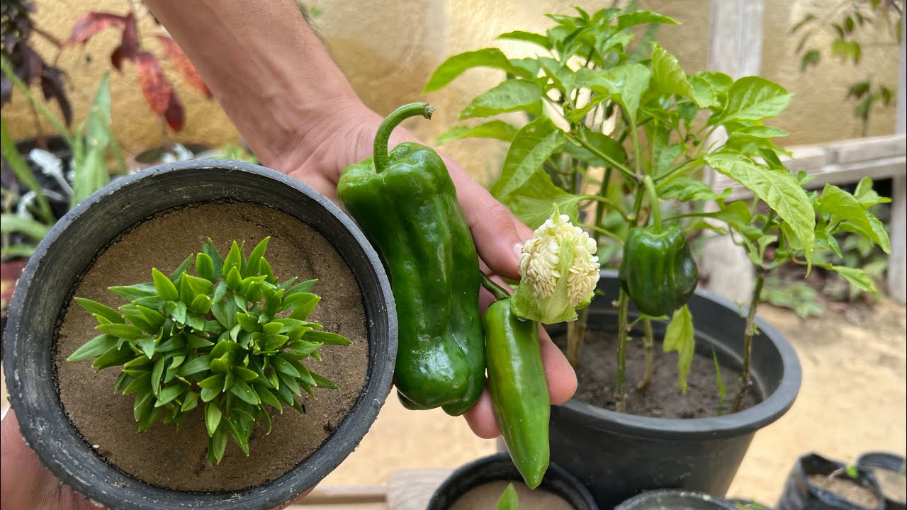 ازرع ألف شجرة فلفل🌶️🫑من بذور ثمرة فلفل وحدة من الثلاجة بطريقة سهلة وسريعة ومجانية🌿زراعة الفلفل