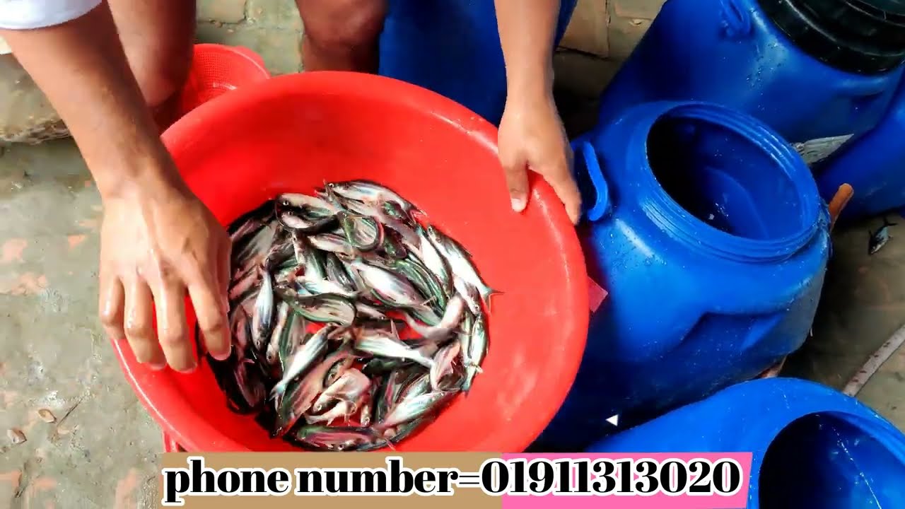 Status of Farming and Marketing|Fish farming