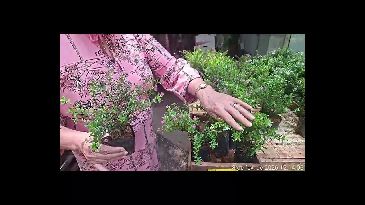 Passeando na floricultura 