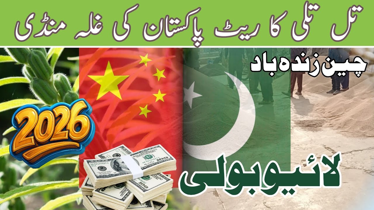 China Best Rate sesame crop 2026| Till rate today | Sesame seed | Agriculture of Pakistan