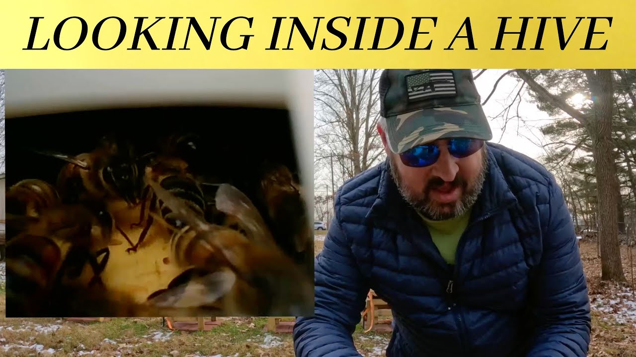 Looking Inside a Hive with a Scope !