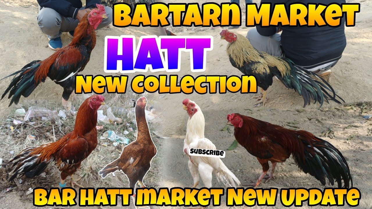 Bartan Aseel Murga Market 🐓 New Collection 💥 Barhatt parrot Beak Aseel Murga Market 