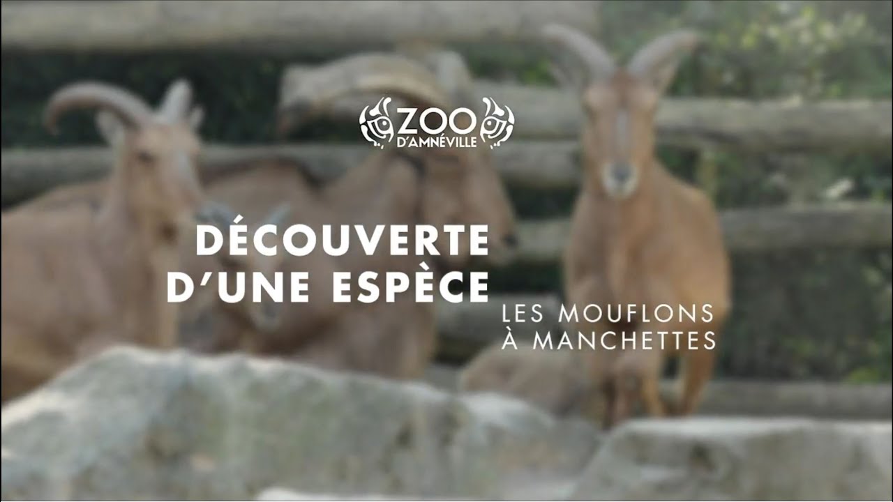 Découverte | Les mouflons à manchettes