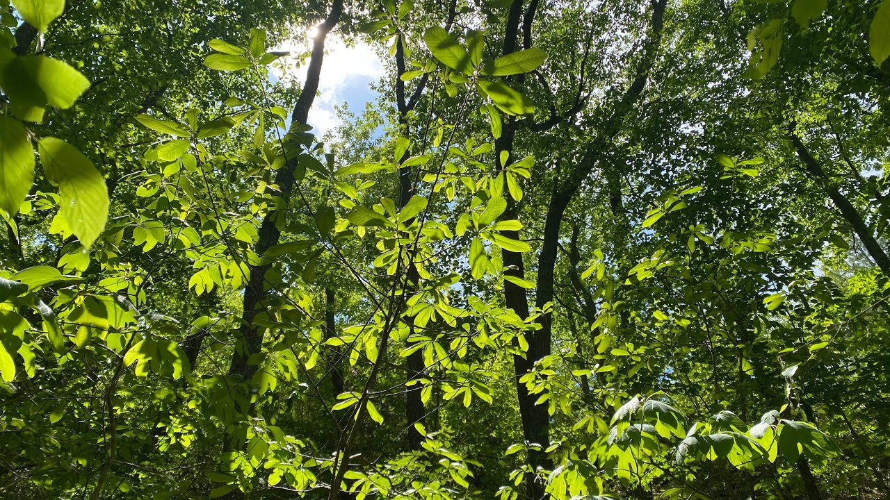 The Pawpaw Shade Myth