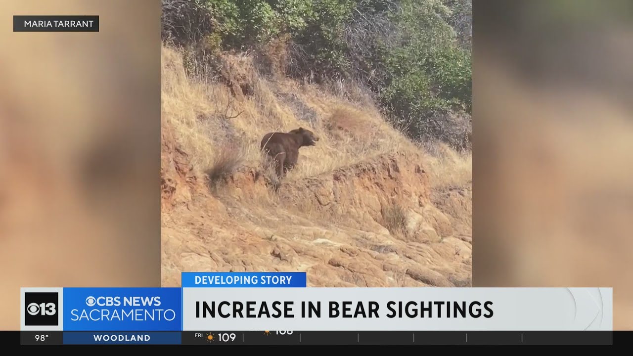 Bears in California are being seen more in lower elevation areas