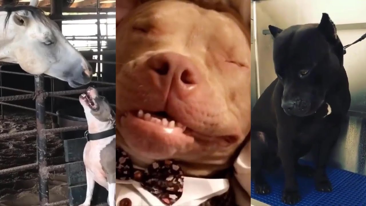 Pitbulls Being Wholesome EP. 5 | Funny and Cute Pitbull Compilation