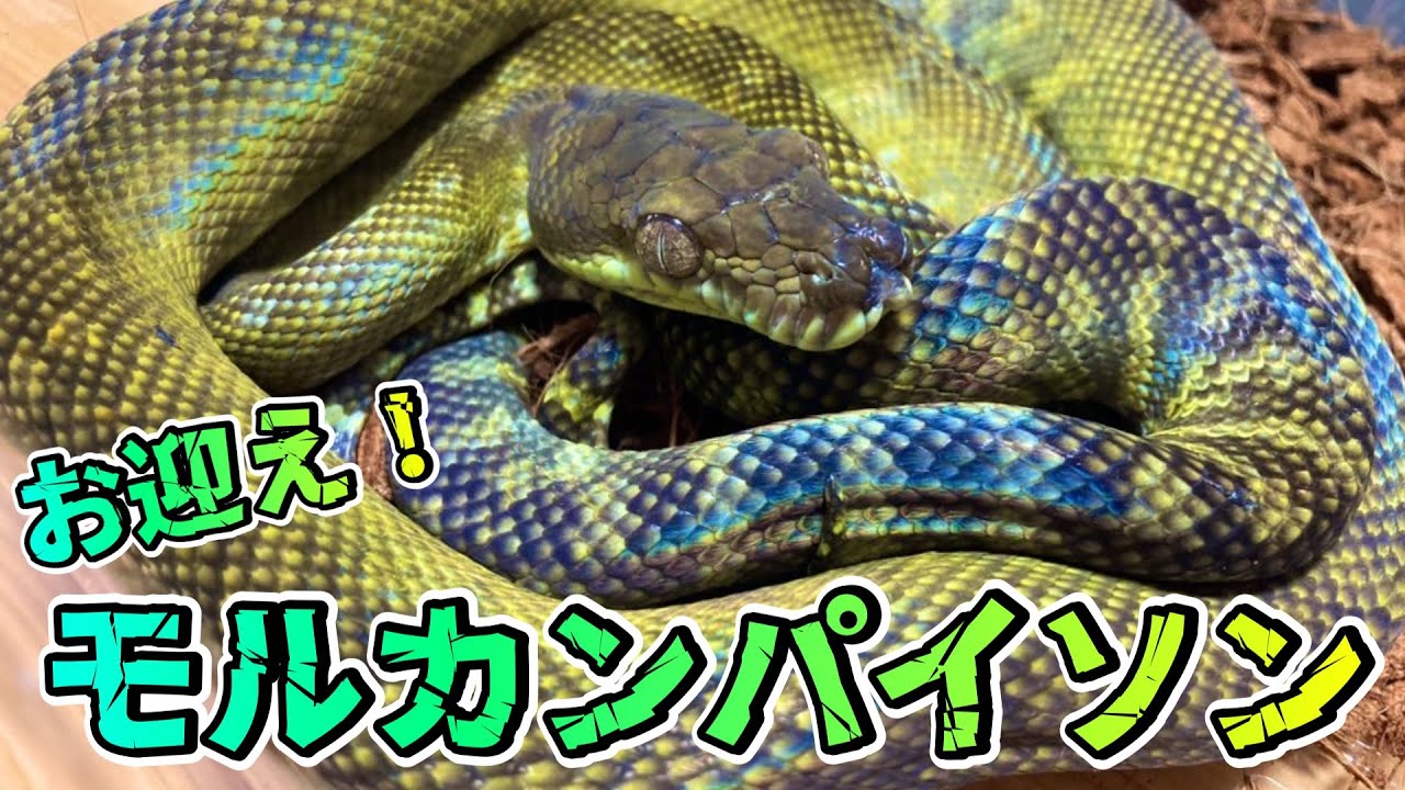【大蛇】モルカンパイソンをお迎えしました【ヘビ】
