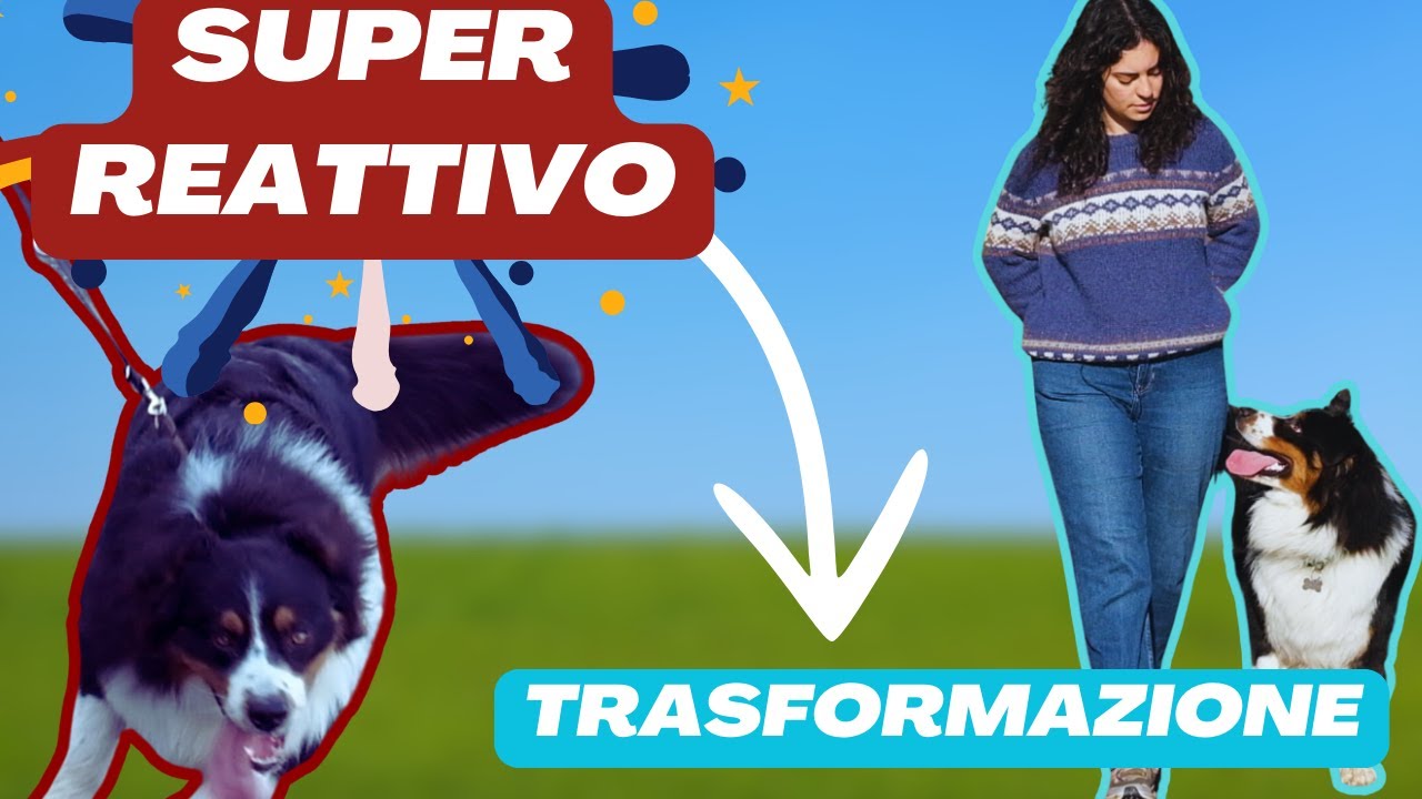 Cane estremamente reattivo, come fermarlo