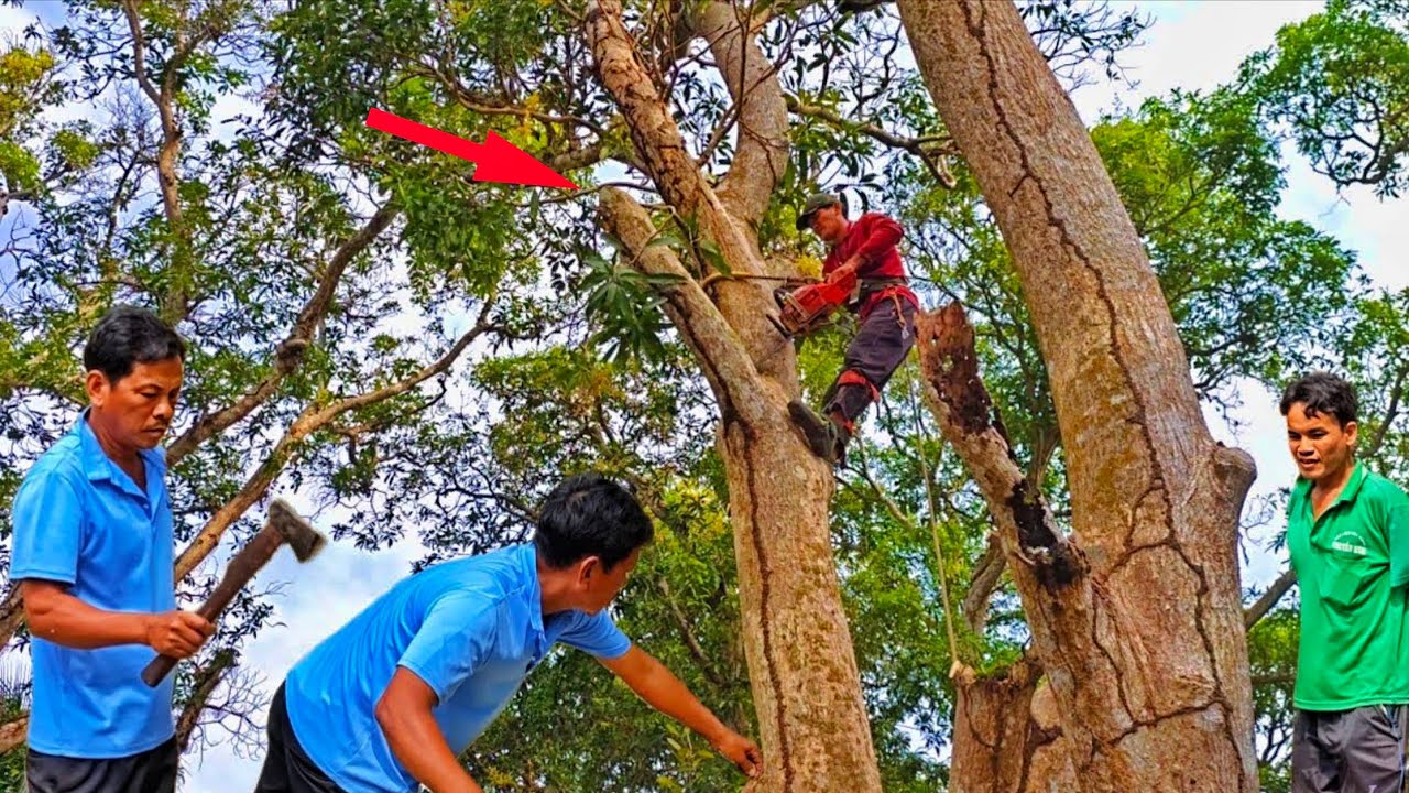 Cưa Cây Xoài To Khô Lâu Năm – Sai 1 Ly Thôi Là Gặp Sự Cố Ngay!