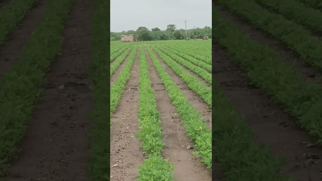 #farming #khedut #devbhumidwarka #khetibadi