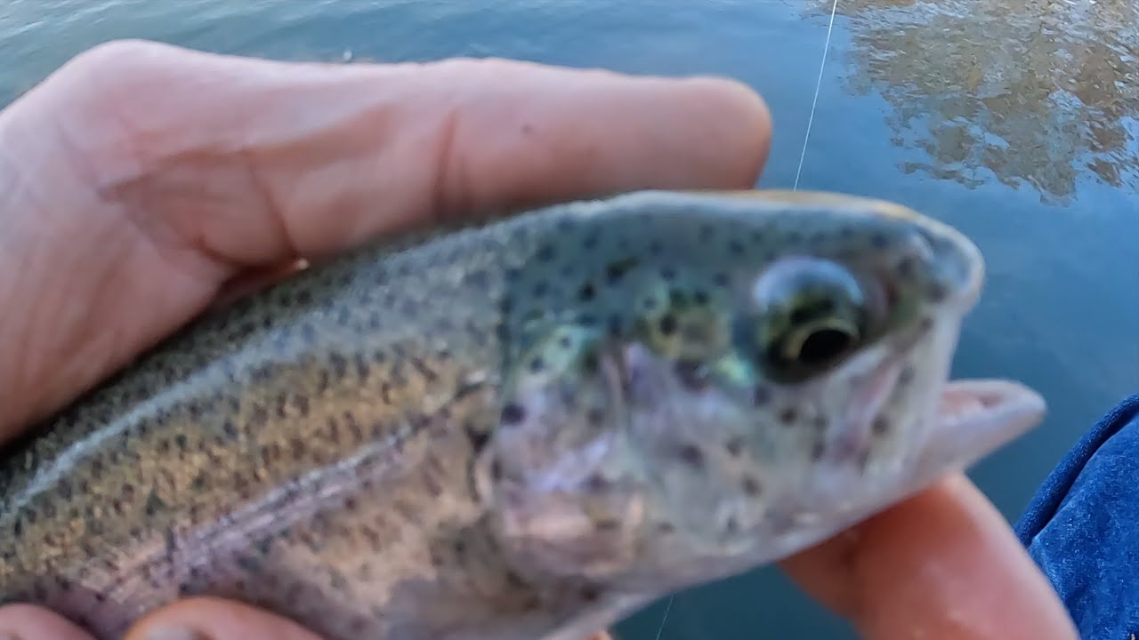Fishing For Rainbow Trout In East Texas