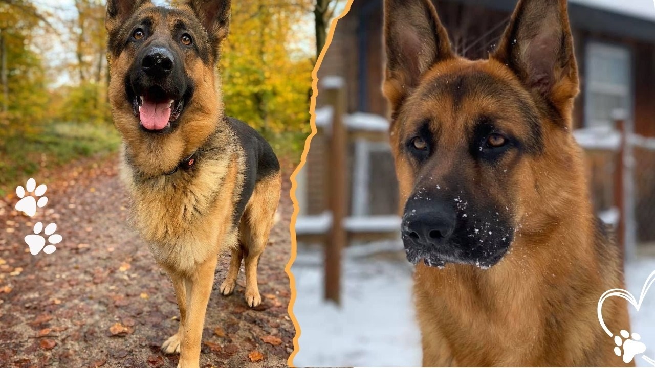 Ошибки в уходе за немецкой овчаркой, которых следует избегать.