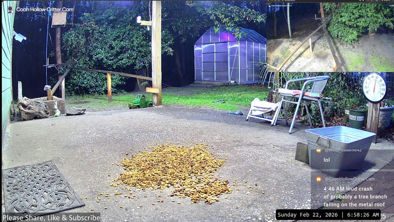 LIVE Nighttime with Raccoons, Opossums, Fox, Coyote in South Carolina Feb 21-22, 2026