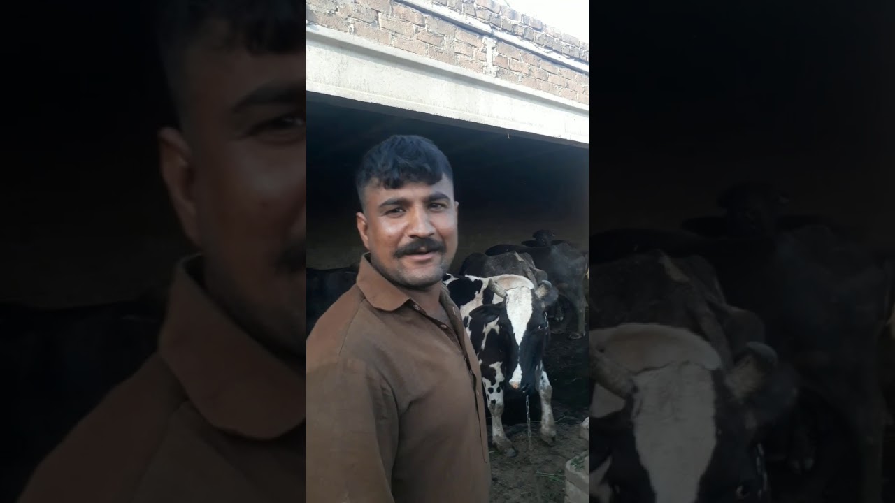 dogar dairy farm perochak sialkot/ katta farming in pakistan