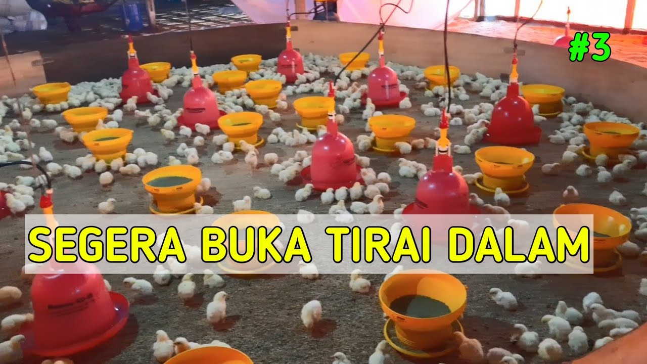BUKA SEMUA TIRAI DALAM UMUR 3 HARI SAAT BROODING AYAM BROILER || Broiler Brooding Management