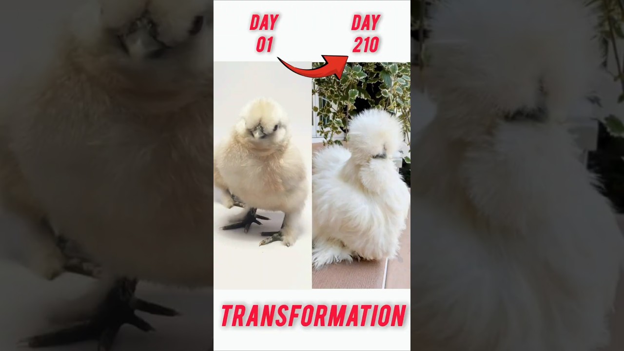 Silkie Chicks to Silkie Chicken Growth Time Lapse 