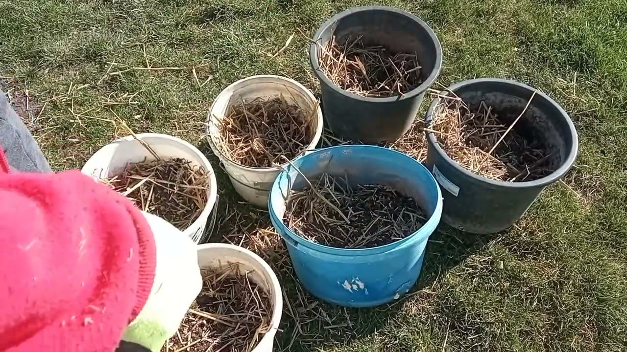 Grow potatoes 🥔 pestovanie zemiakov v n&aacute;dob&aacute;ch.
