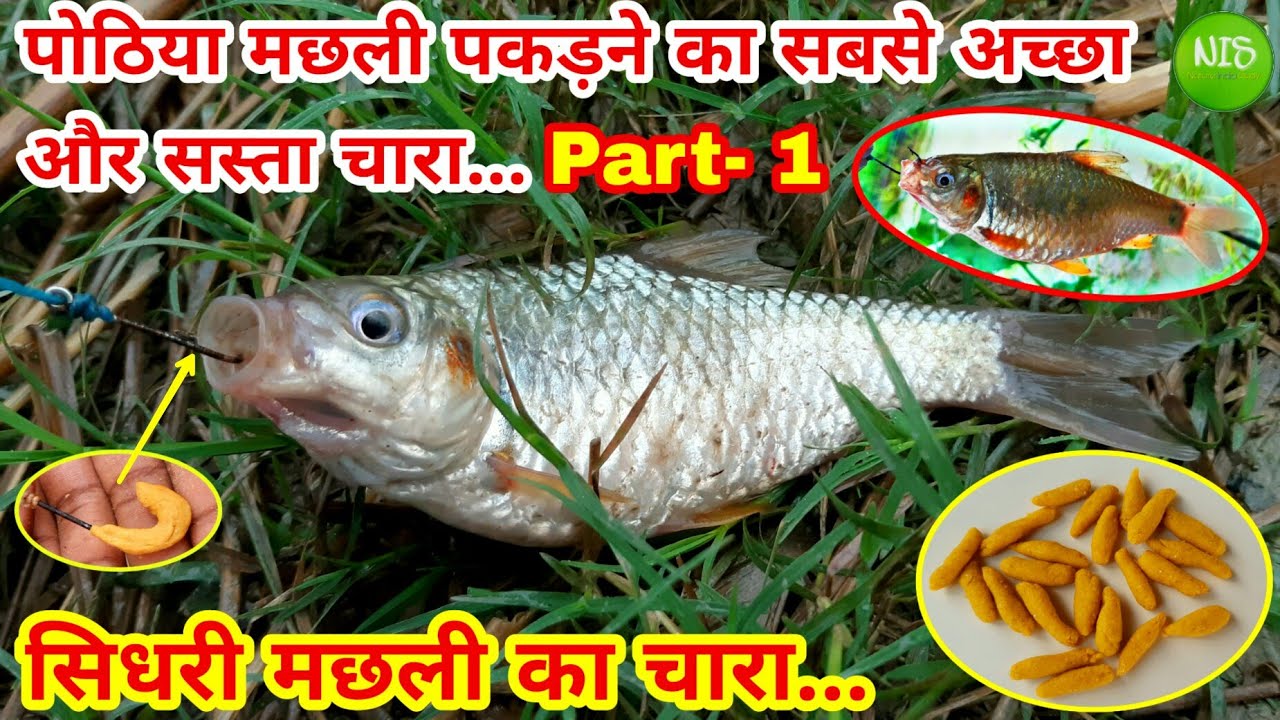 पोठिया मछली का चारा या सिधरी मछली पकड़ने के लिए चारा कैसे बनाएँ || Pothiya machhali ka chara