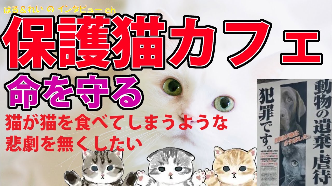 多頭飼育崩壊で子猫が食べられる..過酷な現場の猫たちを救う活動をしている女性にインタビュー🎤