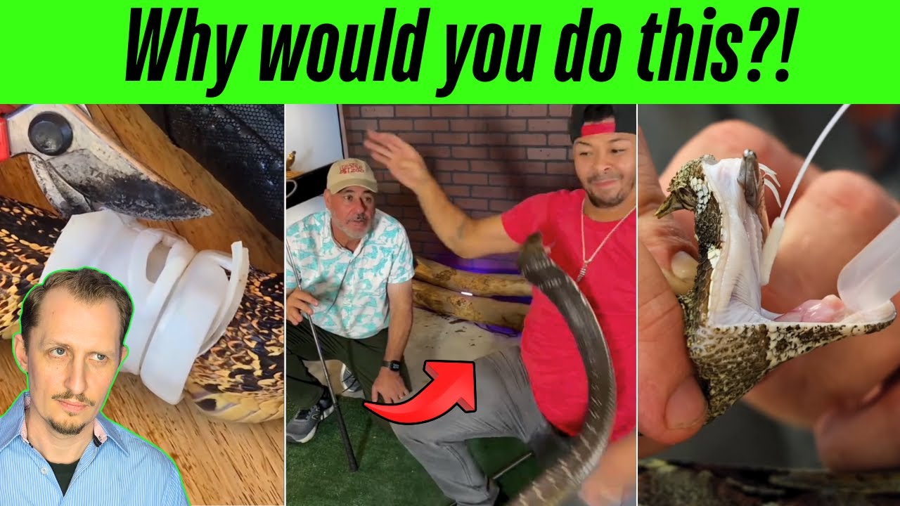 Zoologist Reacts to OUTRAGEOUS Venomous Snake TikToks!