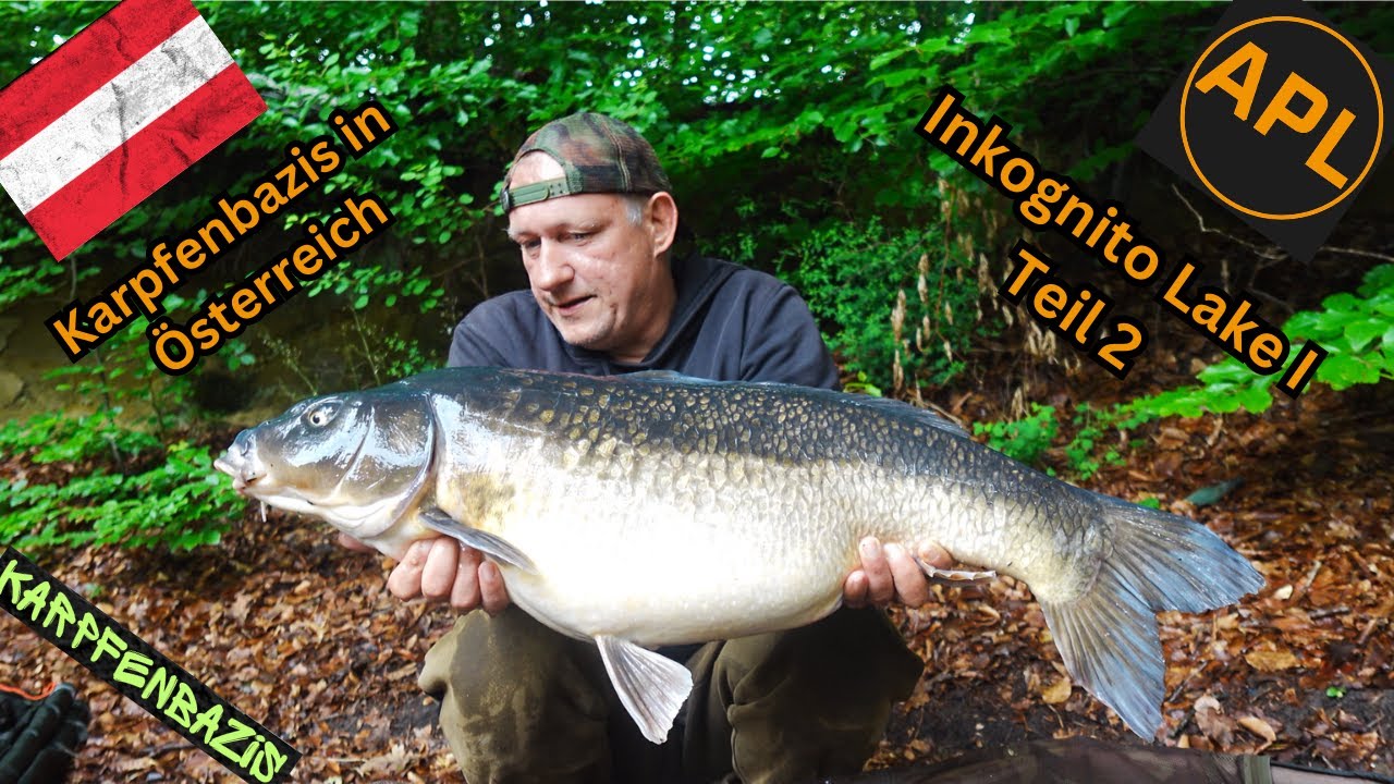 Karpfenbazis am Inkognito I in Österreich ITeil 2 I Karpfenangeln in Österreich