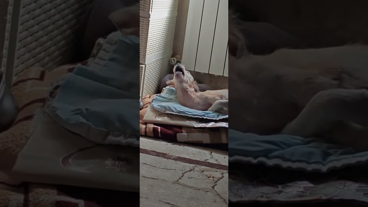 Разговорчивый Снежок