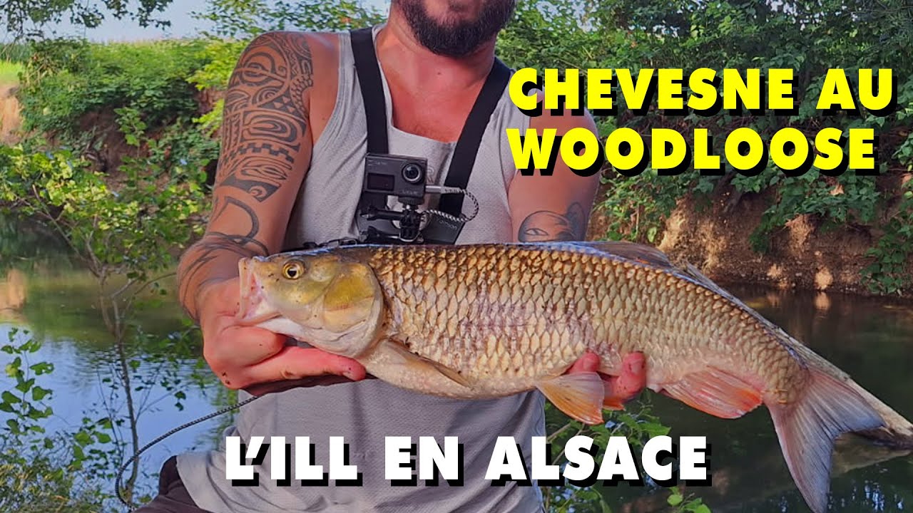 GUIDAGE SUR L'ILL AVEC UN BEAU CHEVESNE À LA CLÉ !