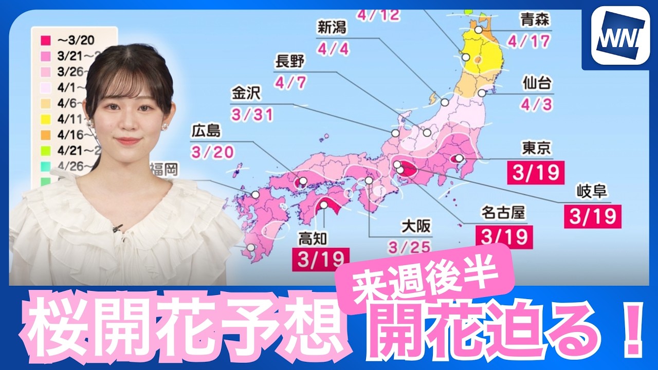 【桜開花予想】いよいよ来週後半から桜の季節到来