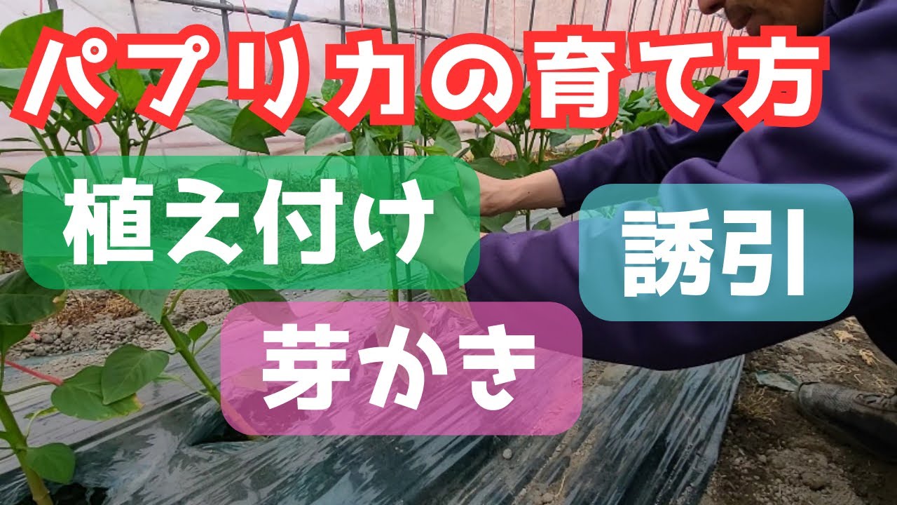 【パプリカの育て方】定植･芽かき･誘引･摘花「家庭菜園」