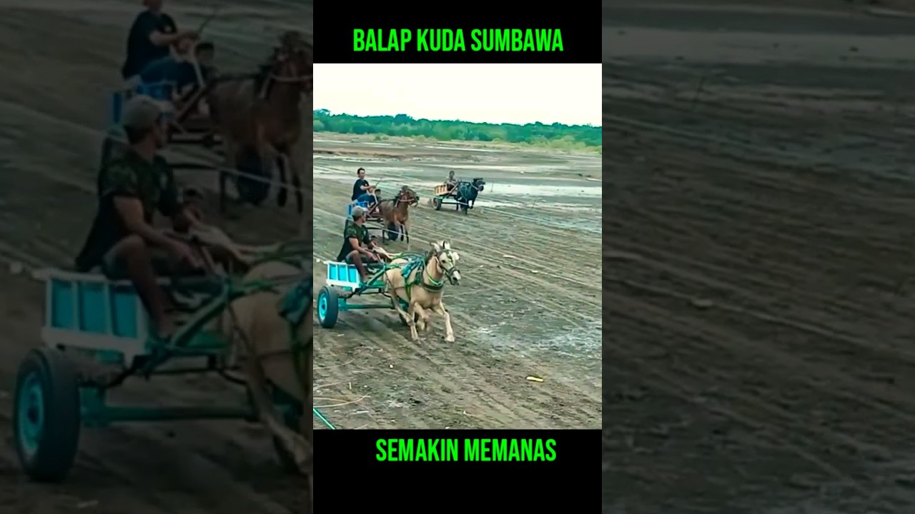 balap kuda sumbawa #balapankuda #pacuankuda #kudapacuindonesia
