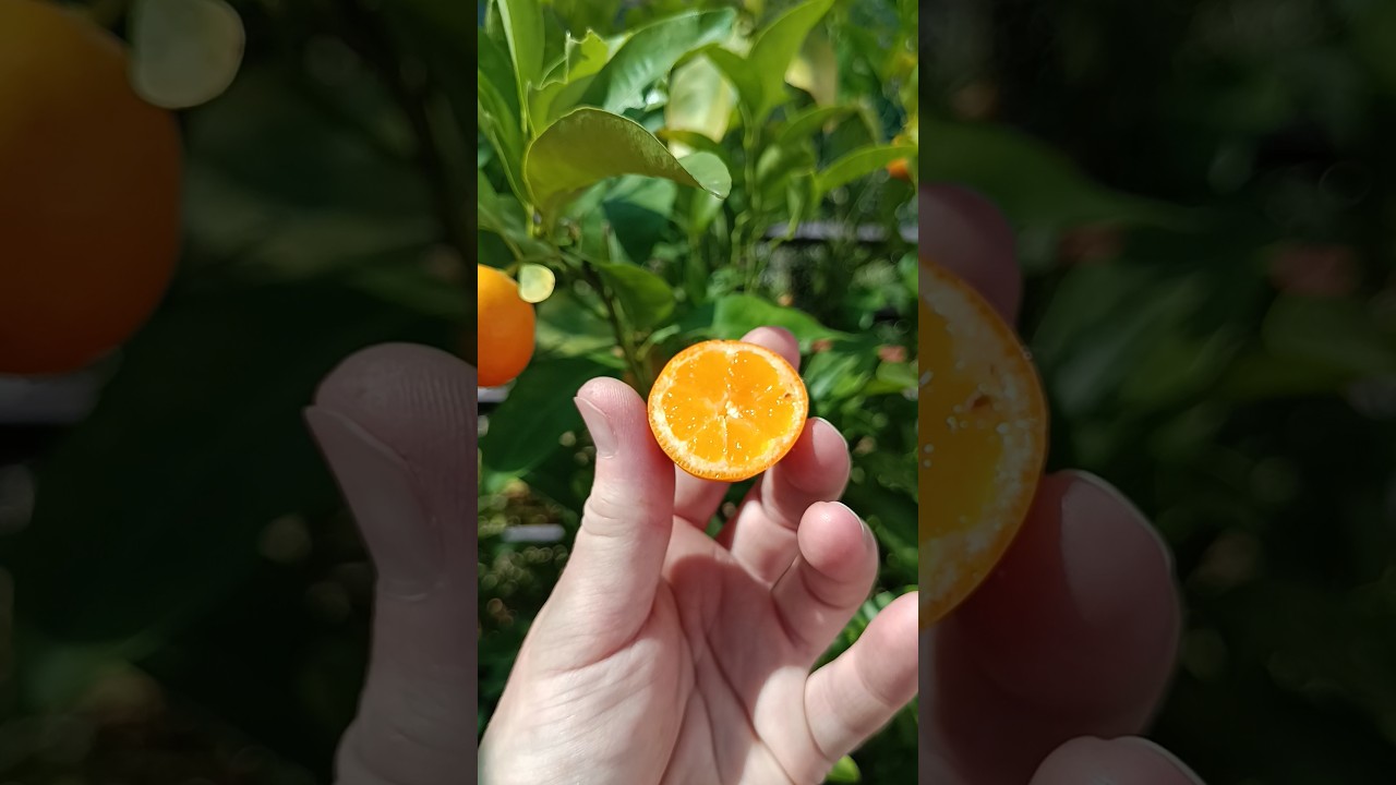 Каламондин 30 августа 2025 #каламондин #calamondin
