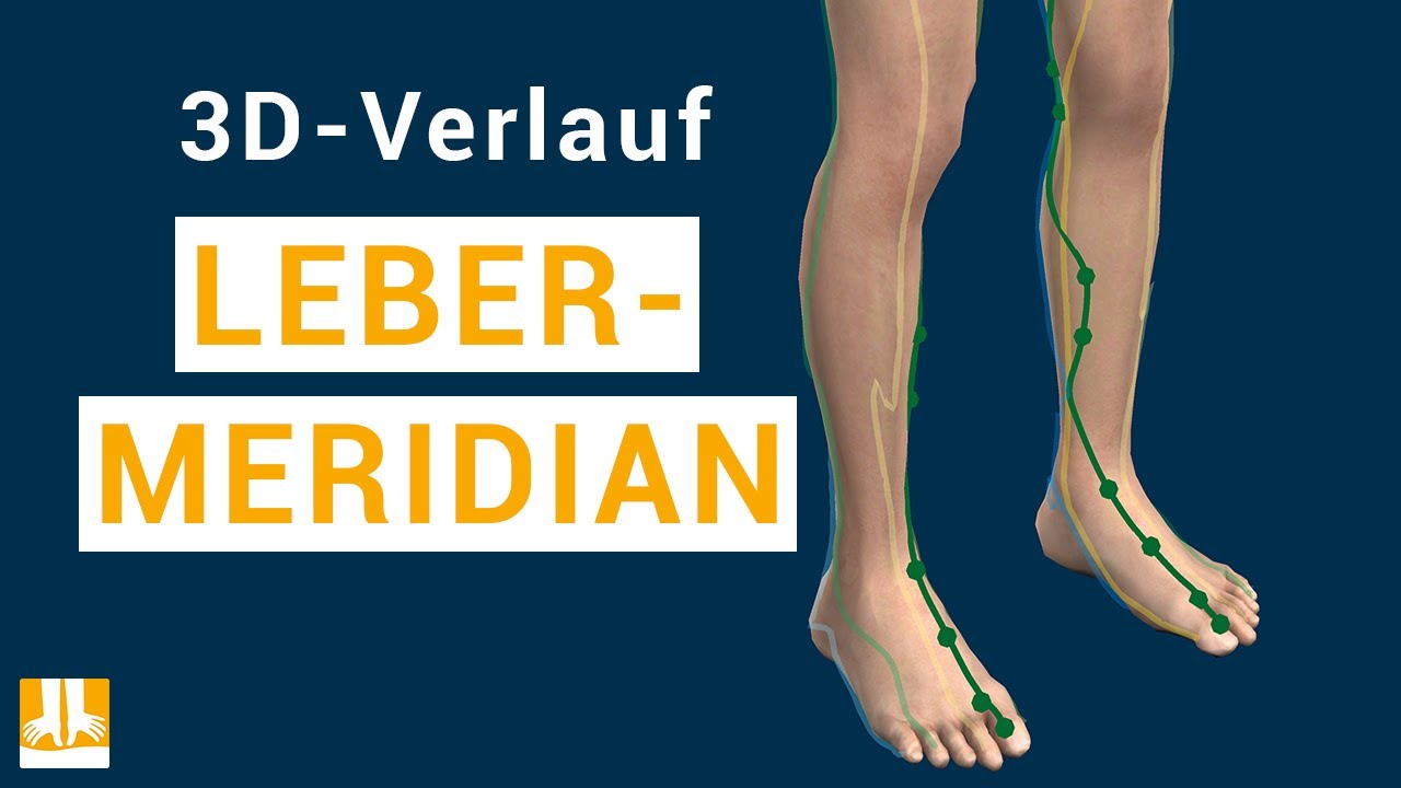 Der Lebermeridian - 3D-Verlauf von Punkt zu Punkt