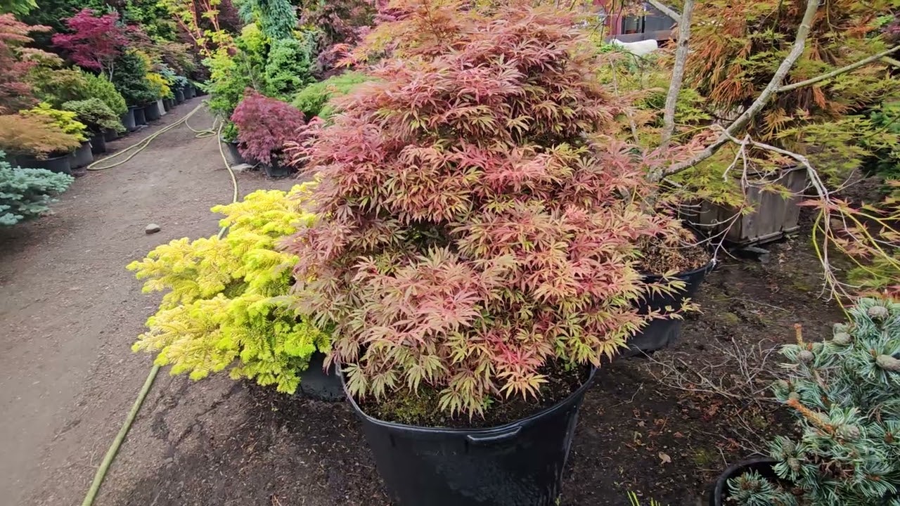 Japanese maple 'Jerry Schwartz' beautiful colors - Watch more @Amazing Maples Crazy Conifers  Visual Art of treescontainer gardening