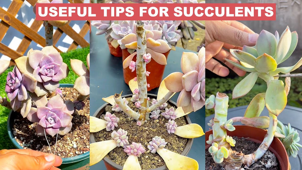 Useful Tips for Your Succulents - Part 2 | 多肉植物 | 다육이들 | Suculentas