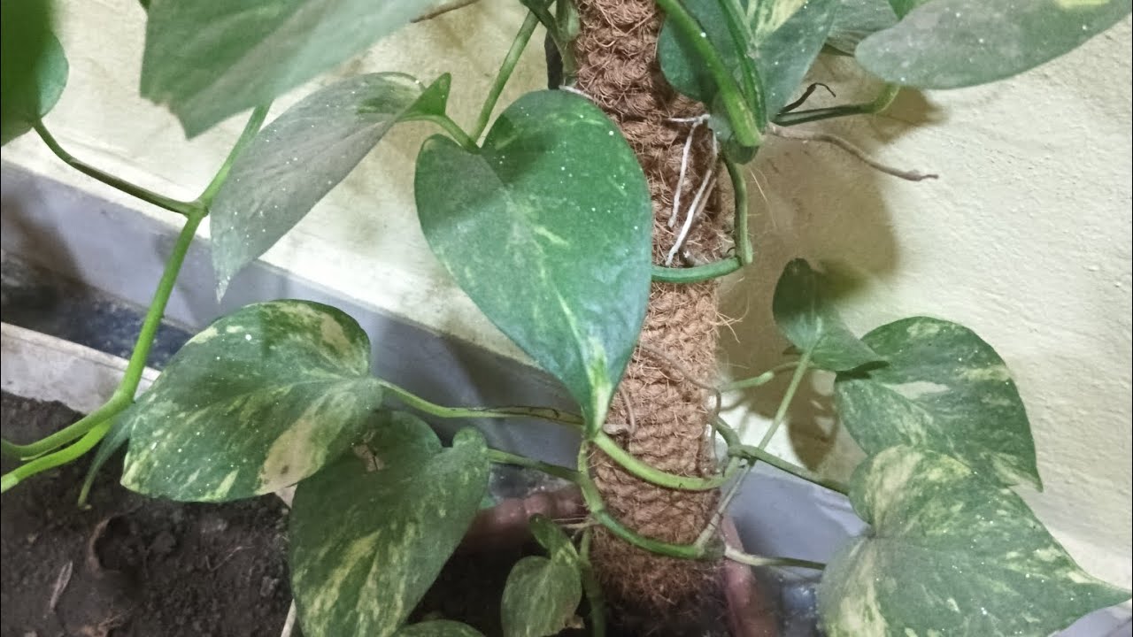 गार्डनची साफसफाई ☘️☘️🌱🌱🌿