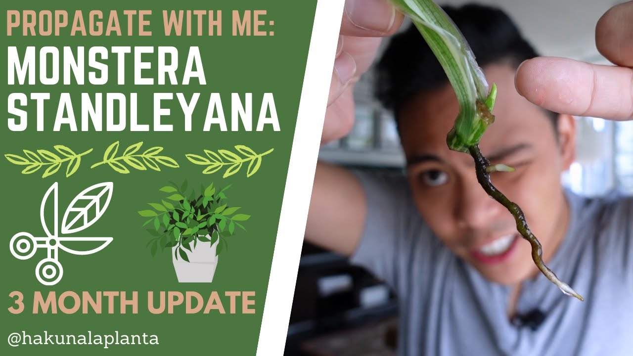 Propagating my Monstera Standleyana - 3 MONTH PROPAGATION UPDATE (Take the shears away from me 😂😂😂)