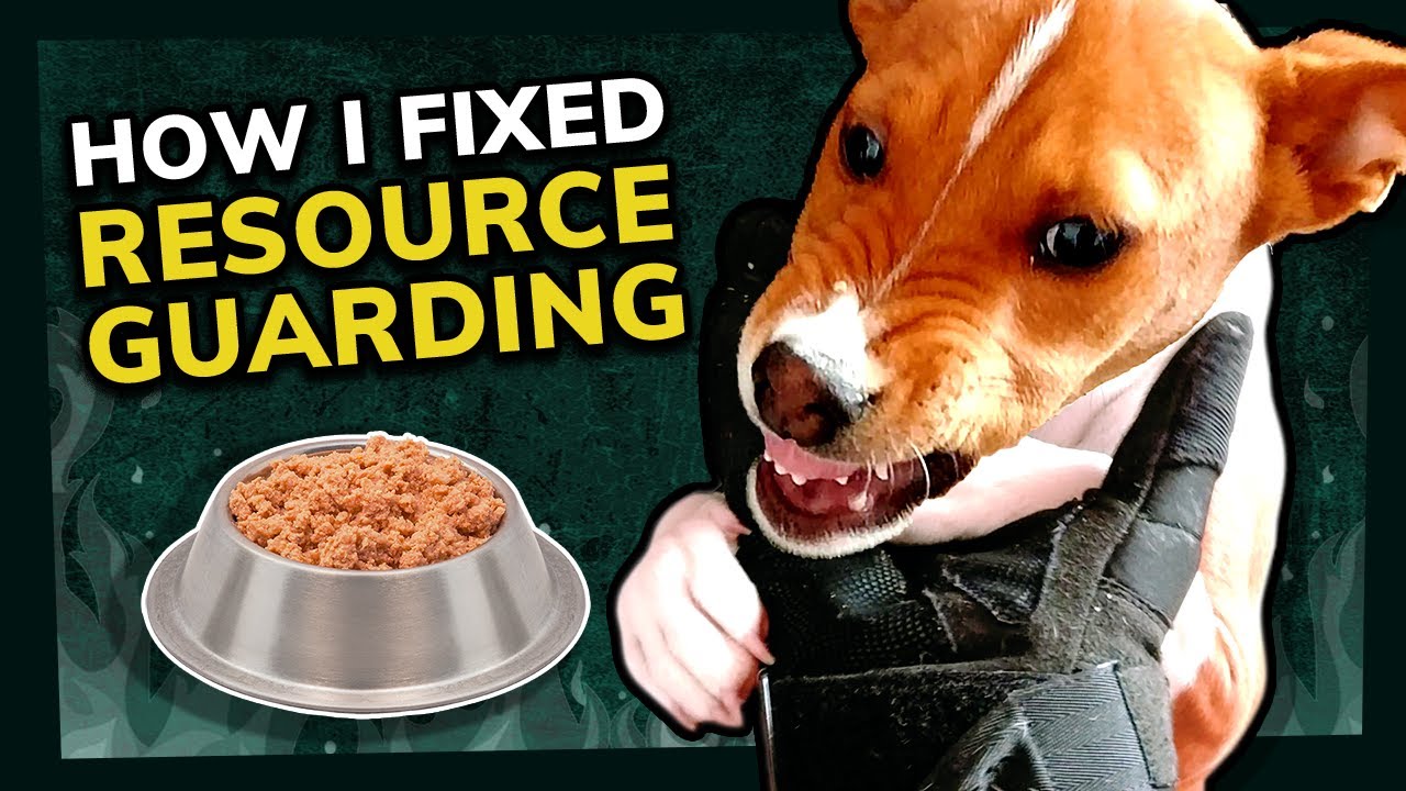 How I Fixed my Basenji's Food Aggression | Positive Dog Training Tips