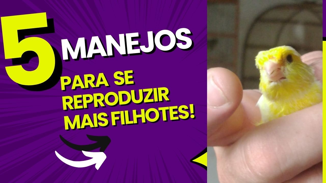 #067/1 Fiz isso e tirei muitos filhotes de Canarios... manejos fáceis e descomplicados