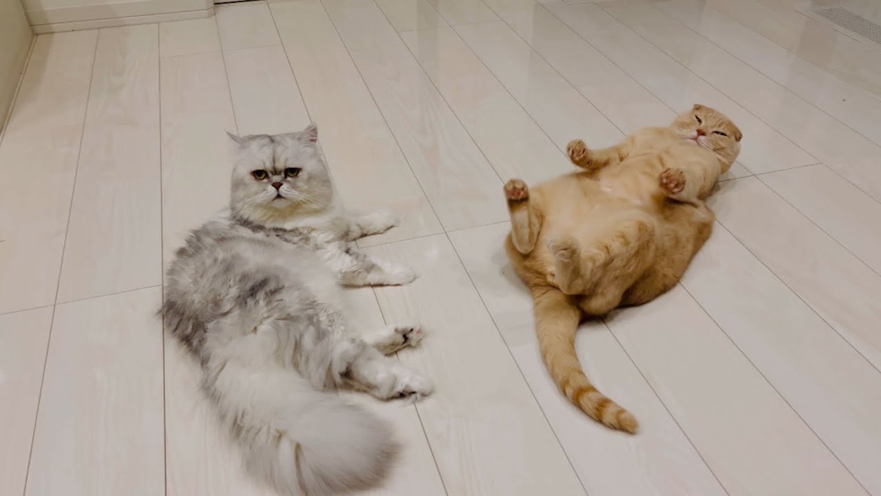 猫の形をした謎の生物現る… #251