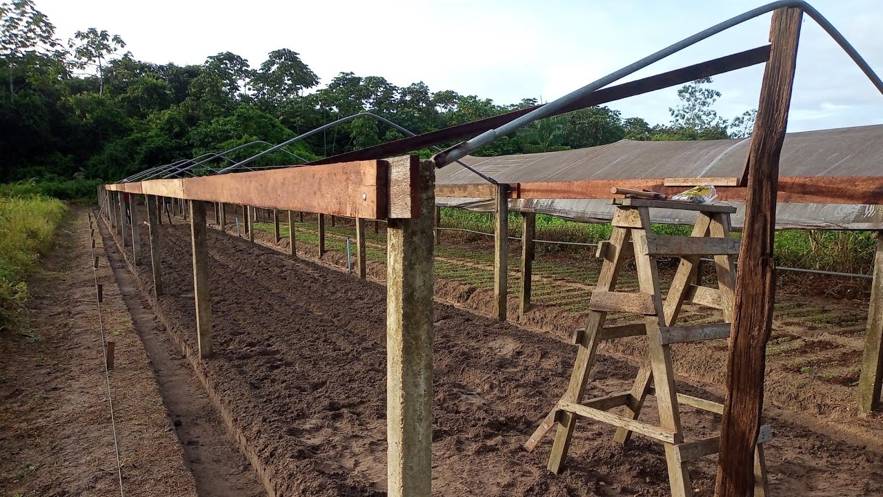 Construindo abrigo de cultivo com mourão de concreto e arco de ferro galvonizado. Novo projeto  🍂