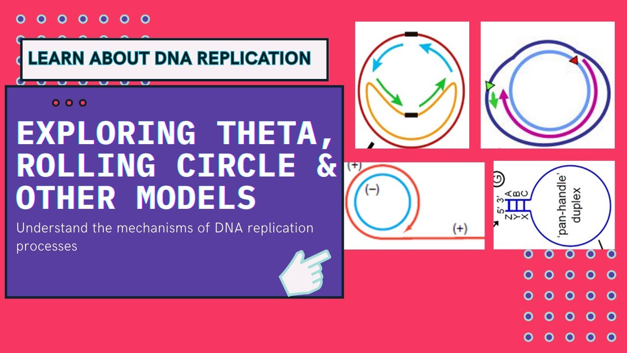 Models of DNA Replication Explained | Theta, Rolling Circle, Pan Handle, MtDNA  & CpDNA